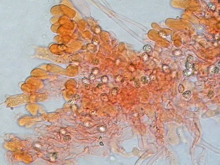 Crosta bianca da determinare  (Trechispora fastidiosa)